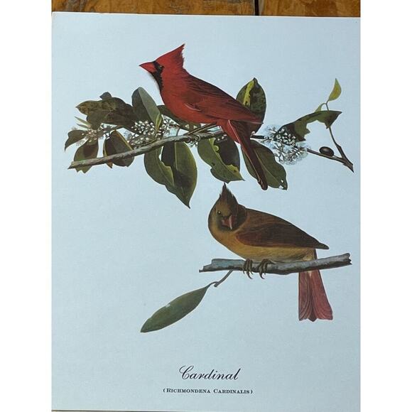 2 Vintage Beautiful Bird Prints Art. Cardinal, Warblers, blue birds. Wall Decor - Picture 5 of 9